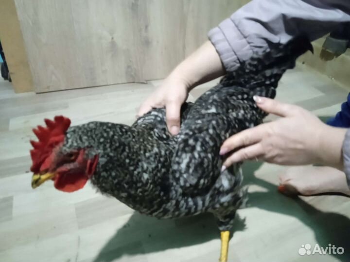Петухи доминант крапчатый