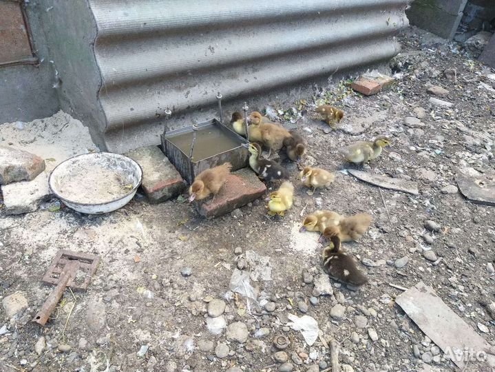 Индоутки (утки-шипуны)