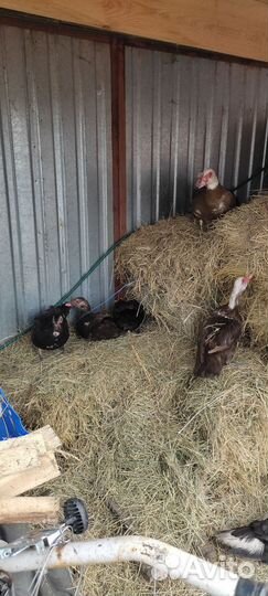 Мускусные утки