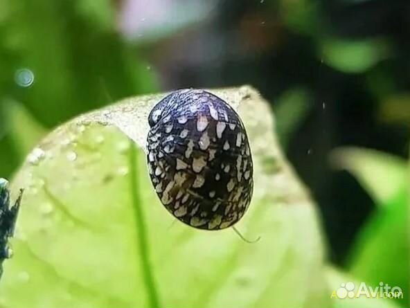 Теодоксус улитка