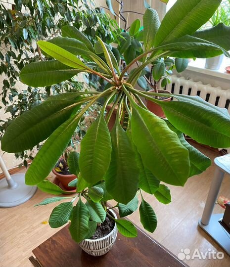 Молочай ребристый кактус