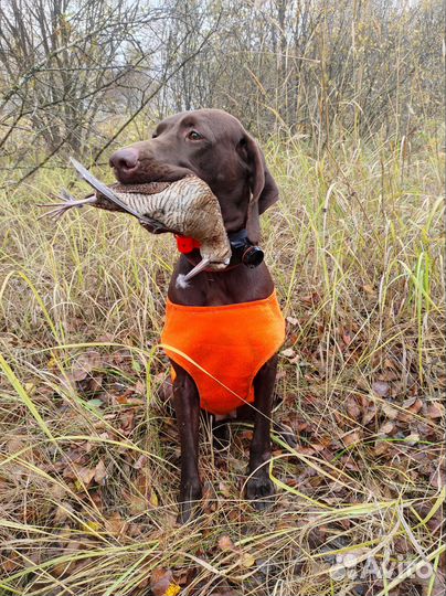 Щенки Курцхаара