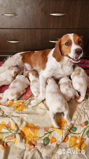 Бретонский эпаньоль щенки