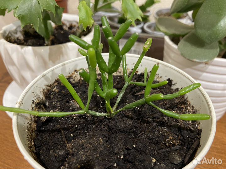 Толстянка, хатиора, алоэ, декабрист, хавортия