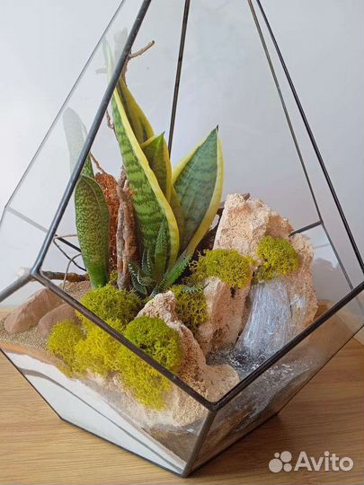 Флорариум. Букет. Комнатные цветы. Подарок