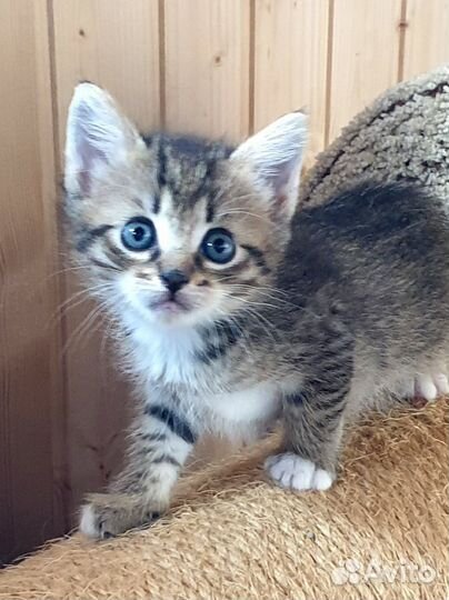 Котята в добрые руки метис британца