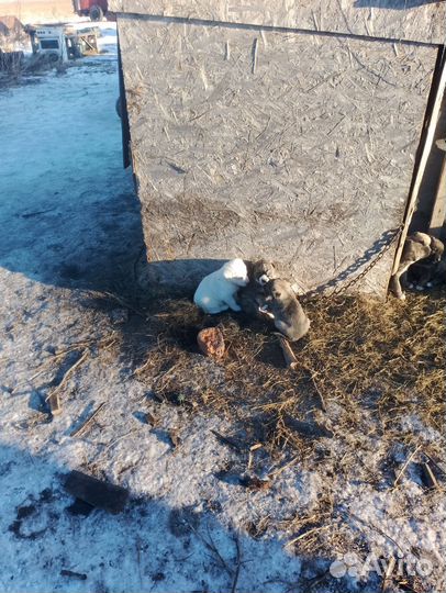 Щенки бельгийской овчарки и лайки помесь