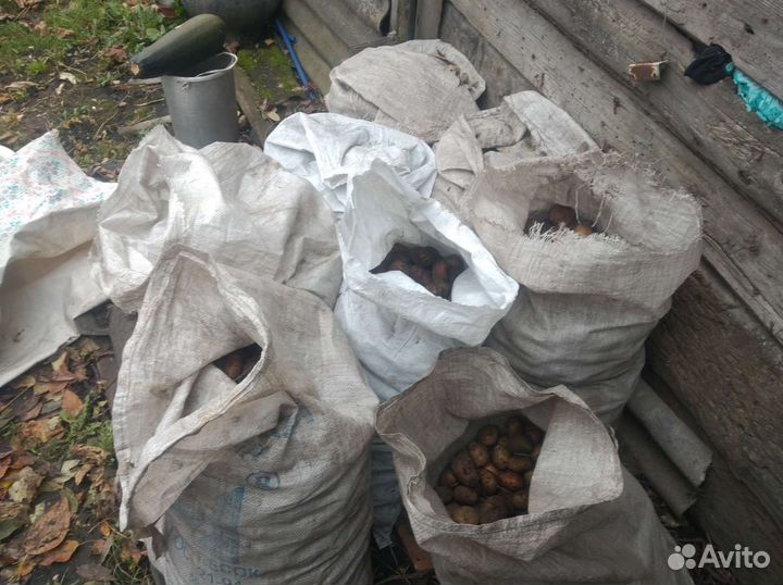 Тыква, картофель мелкий