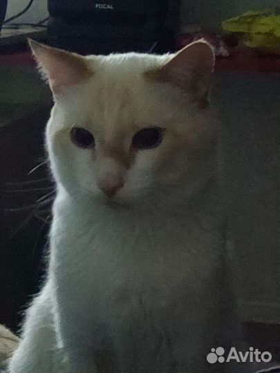 Котик Кокос в хорошие руки