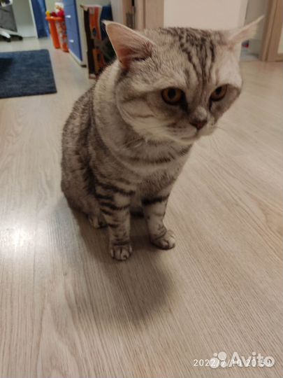 Коты в добрые руки