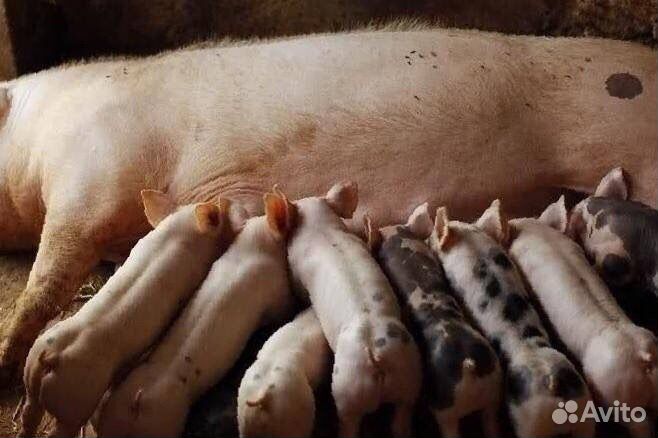 Поросята