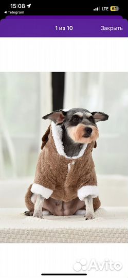 Одежда для животных