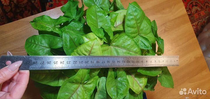 Сингониум mango алюжн