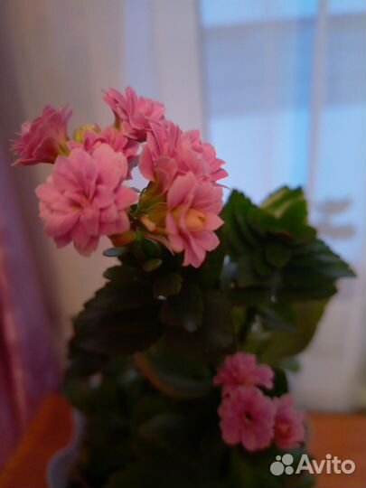 Каланхоэ цветущий продаю укоренённые ростки по 60р