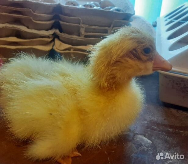 Холмогорские гусята помесь