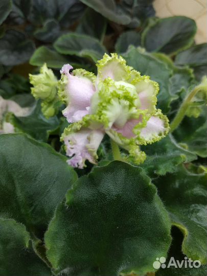 Фиалки сортовые