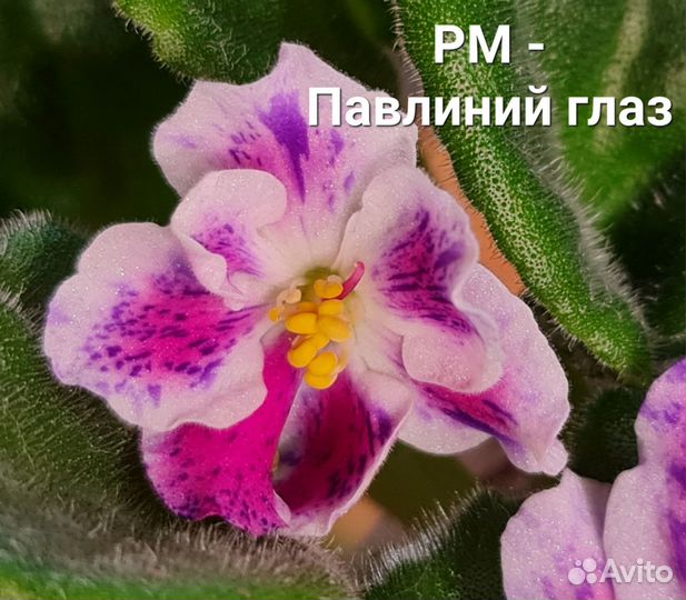 Лист сортовых фиалок