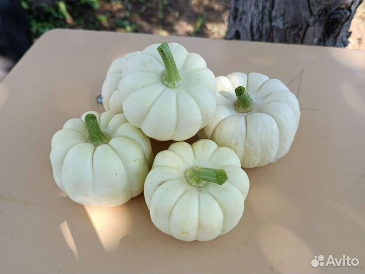Тыква декоративная