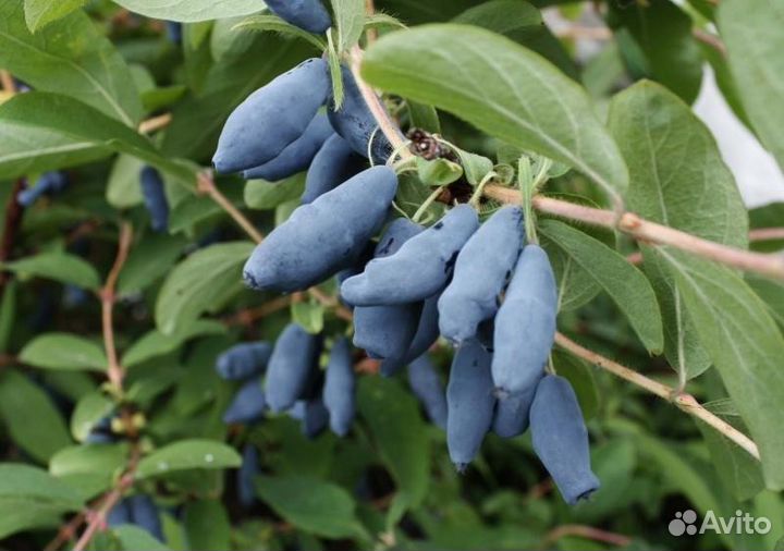 Жимолость съедобная