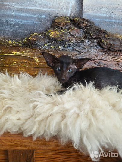 Ориентальные котята