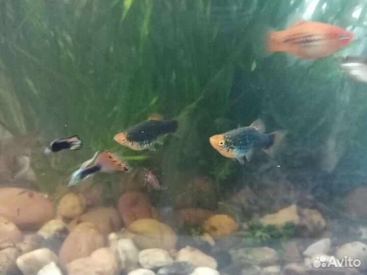 Креветки, гуппи, растения, улитки,водорослиДёшево