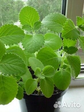 Мята комнатная (плектрантус)