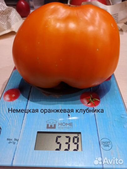 Семена редких томатов