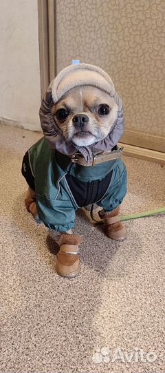 Вязка кобель чихуахуа