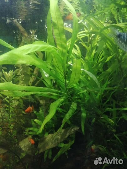 Аквариумные растения и рыбы