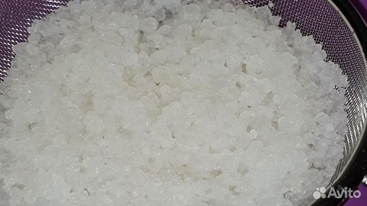 Индийский морской рис