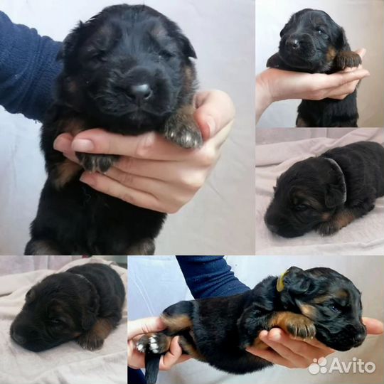 Щенки немецкой овчарки дш