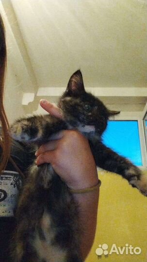 Котята в добрые руки бесплатно