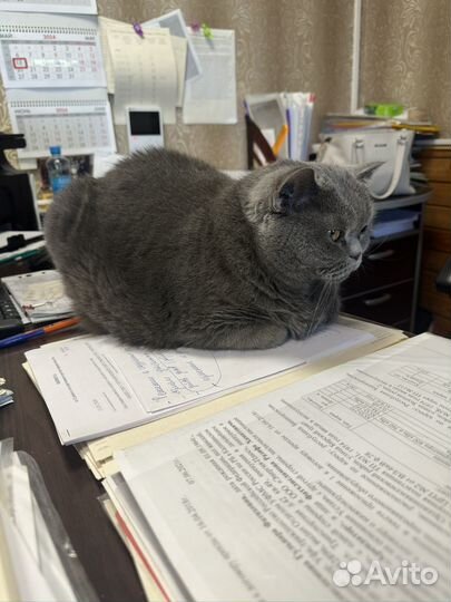 Британская короткошерстная кошка