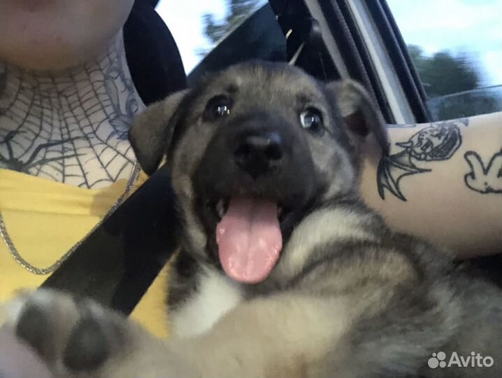 Собака ищет дом