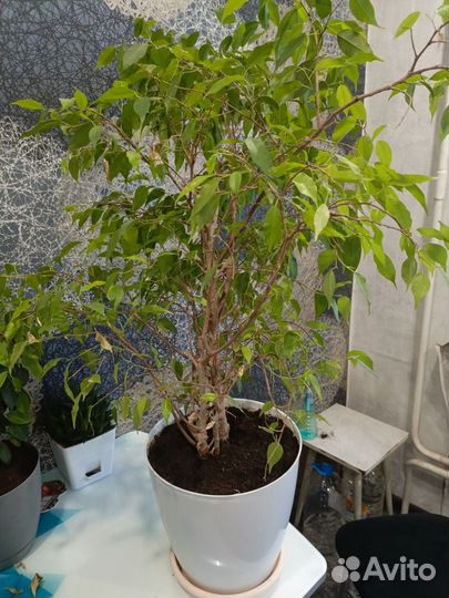 Фикус бенджамина