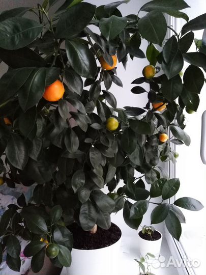 Лимоны, каламондины черенки