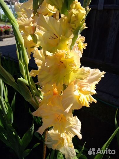 Гладиолусы луковицы