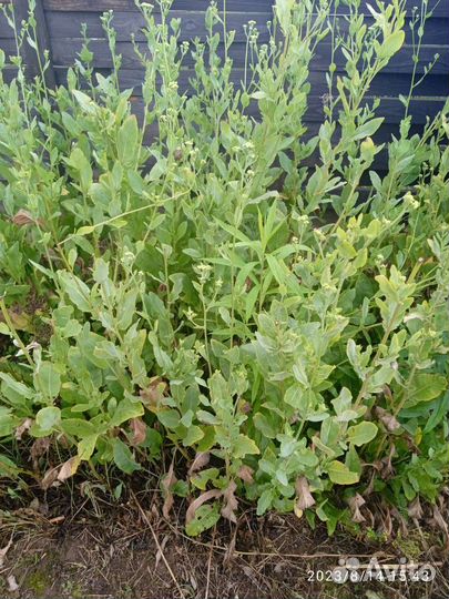 Пряная трава