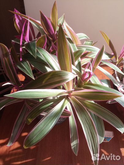 Рэо красивый Оберег