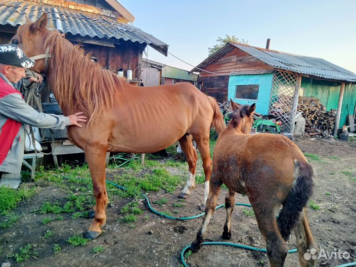 Лошадь с жеребенком