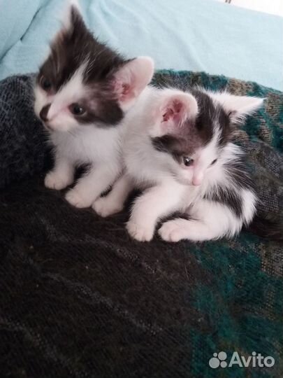 Котята в добрые руки 1 месяц