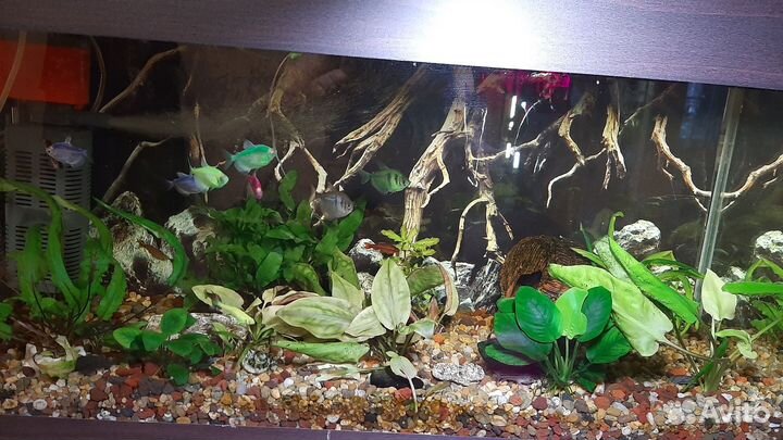 Аквариум с рыбками и оборудования