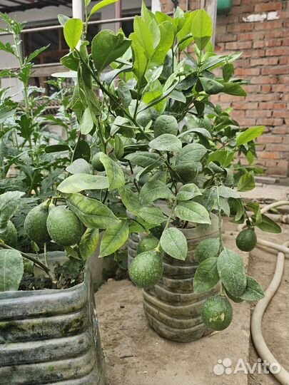 Лимон дерево привитый местный