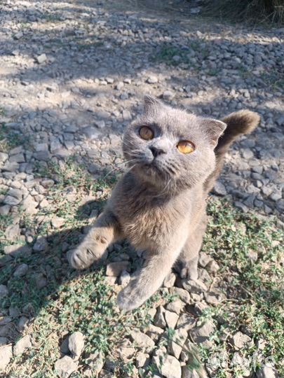 Британская кошка