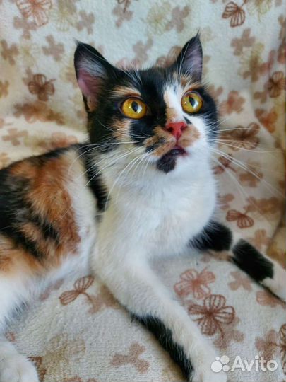 Трехцветная Кошечка в добрые руки