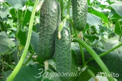 Семена огурца Мамлюк F1 25 шт