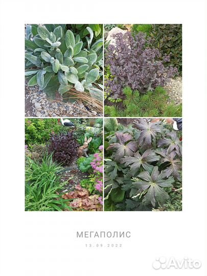 Многолетние цветы