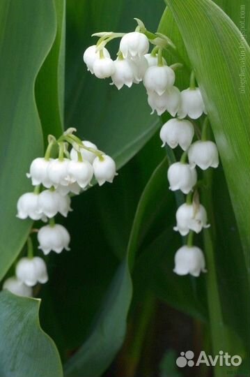 Цветы многолетники