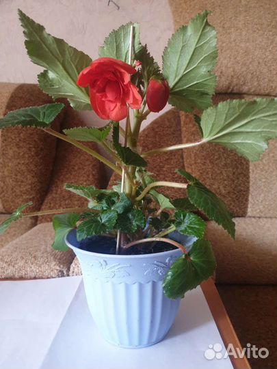 Комнатные цветы