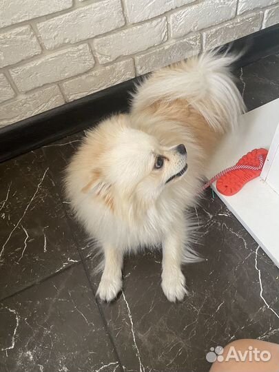 Померанский шпиц